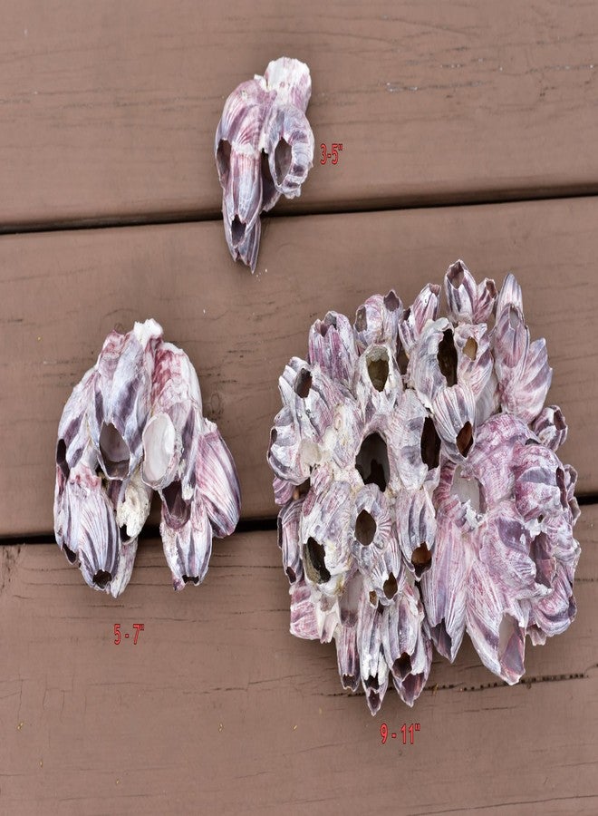 Nautical Beach Decor Aquarium Safe Real Purple Barnacle Cluster | Natural Barnacle Cluster | Holey Rock | Chiclid Stone (3" - 5") - Image 2